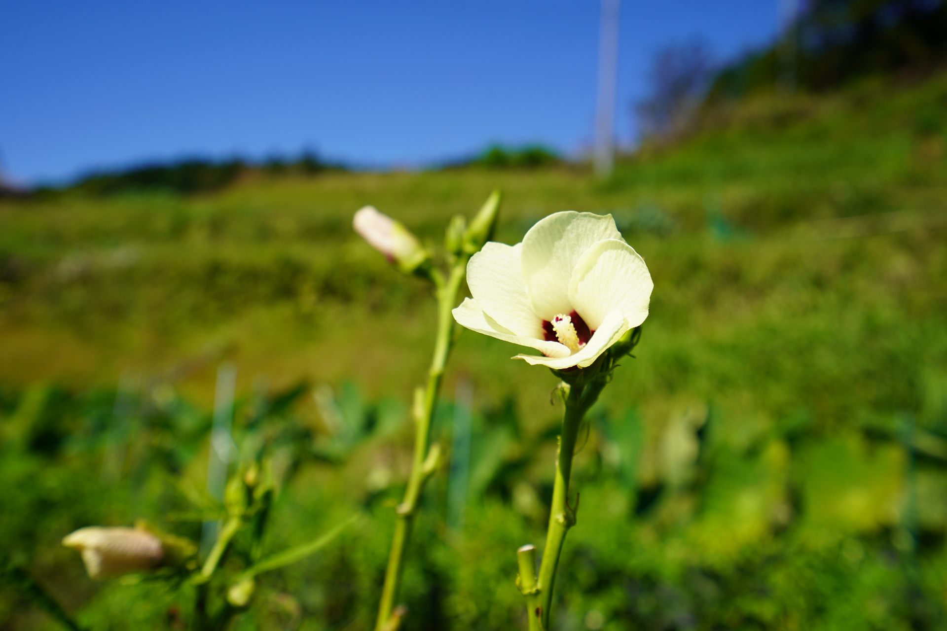https://kusaba-chemical.com/wp-content/uploads/2021/12/organic1.jpg